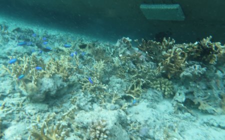 80 Meter Habitat Karang Rusak, Ketapang Dive Laporkan KM. Mitra Mulia