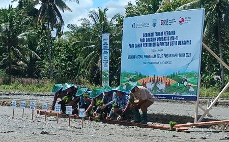 BI Papua Barat dan Pemda Manokwari Tanam Pangan Padi Secara Organik