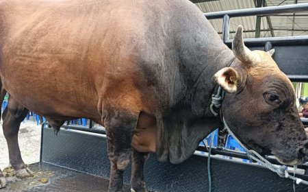 Si Bagong Sapi Simental Bali Milik Yesaya Sinon Terpilih Jadi Sapi Kurban Presiden di Papua Barat