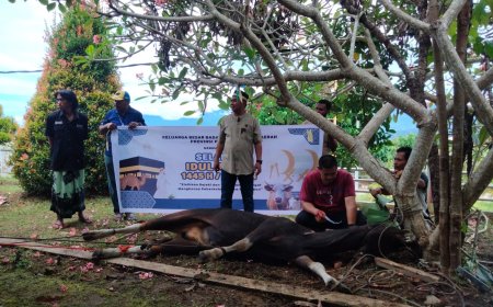 Peringati Idul Adha 1445 Hijriah, Keluarga Besar Bapenda Papua Barat Potong 5 Ekor Sapi