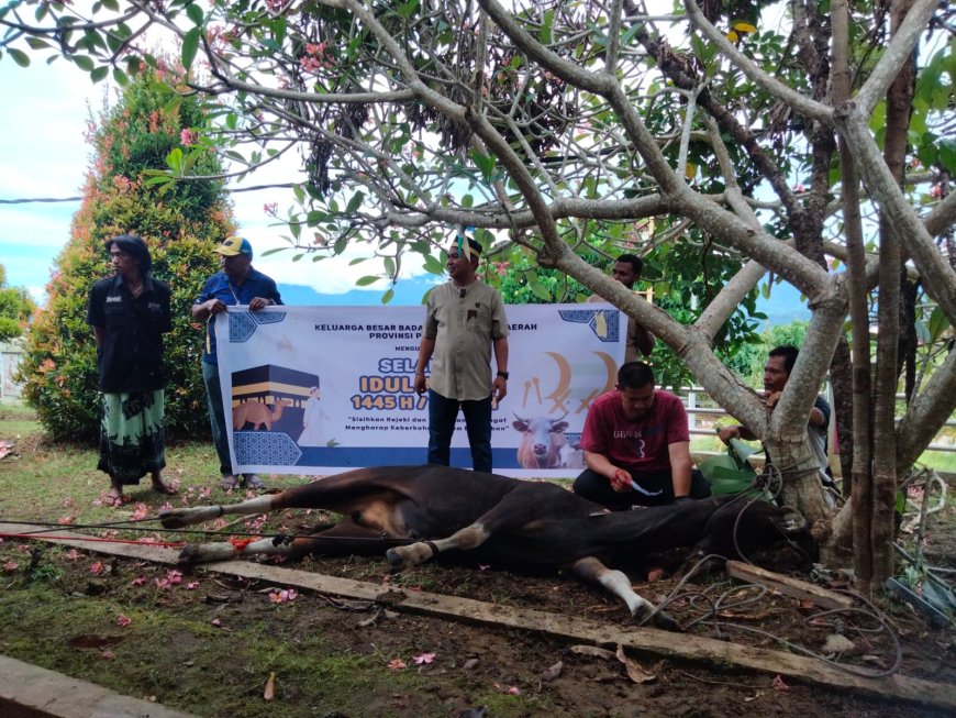 Peringati Idul Adha 1445 Hijriah, Keluarga Besar Bapenda Papua Barat Potong 5 Ekor Sapi