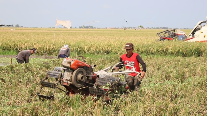 Hadapi Hujan Ekstrem, Kementan Bekali Penyuluh dan Petani Strategi Tanam Cerdas