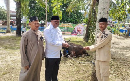 Pemkab Manokwari Salurkan 92 Ekor Sapi Kurban, Hermus Indou Tekankan Harmoni dan Moderasi Beragama
