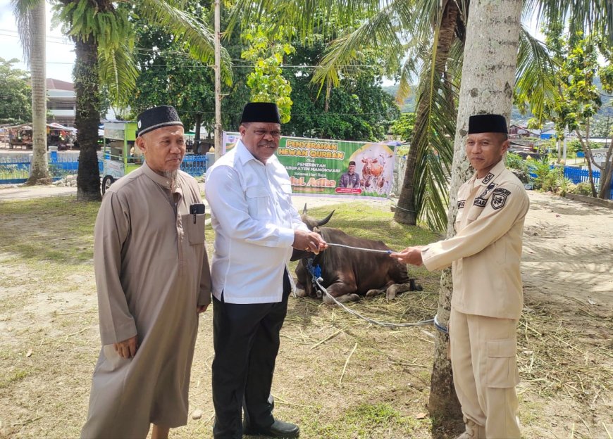 Pemkab Manokwari Salurkan 92 Ekor Sapi Kurban, Hermus Indou Tekankan Harmoni dan Moderasi Beragama
