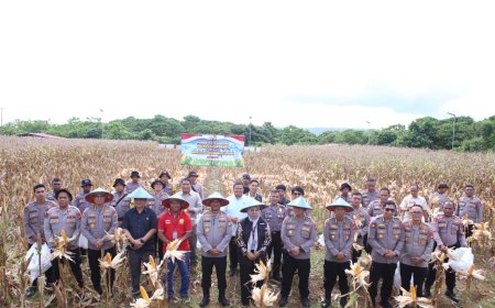 Polda Papua Barat Gelar Panen Raya Jagung, Dukung Swasembada Pangan Nasional