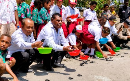 Ratusan Tukik Lekang Dilepasliarkan di Pantai Sibuni, Papua Barat Perkuat Konservasi Penyu
