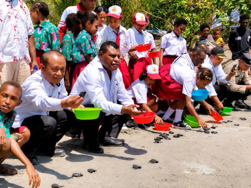 Ratusan Tukik Lekang Dilepasliarkan di Pantai Sibuni, Papua Barat Perkuat Konservasi Penyu